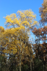 FALL TREES - VARIOUS COLORS, VARIOUS CLOSE UPS AND VARIOUS VISTAS