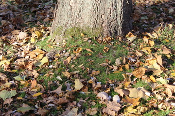 FALL TREES - VARIOUS COLORS, VARIOUS CLOSE UPS AND VARIOUS VISTAS