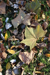 FALL TREES - VARIOUS COLORS, VARIOUS CLOSE UPS AND VARIOUS VISTAS