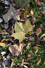 FALL TREES - VARIOUS COLORS, VARIOUS CLOSE UPS AND VARIOUS VISTAS