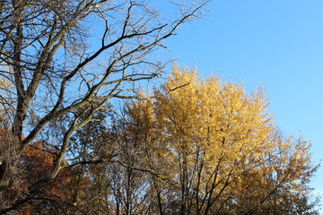FALL TREES - VARIOUS COLORS, VARIOUS CLOSE UPS AND VARIOUS VISTAS