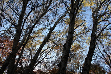 FALL TREES - VARIOUS COLORS, VARIOUS CLOSE UPS AND VARIOUS VISTAS