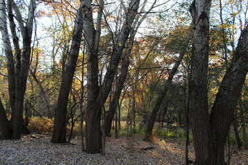 Obraz premium FALL TREES - VARIOUS COLORS, VARIOUS CLOSE UPS AND VARIOUS VISTAS