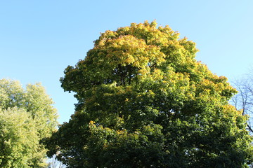 VARIOUS FALL TREES, ON WATER, WITH WATERFOWL AND WITH SKY