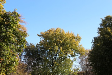 VARIOUS FALL TREES, ON WATER, WITH WATERFOWL AND WITH SKY