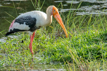 Painted Stork (Mycteria leucocephala), Udawalawe National Park, Sri Lanka