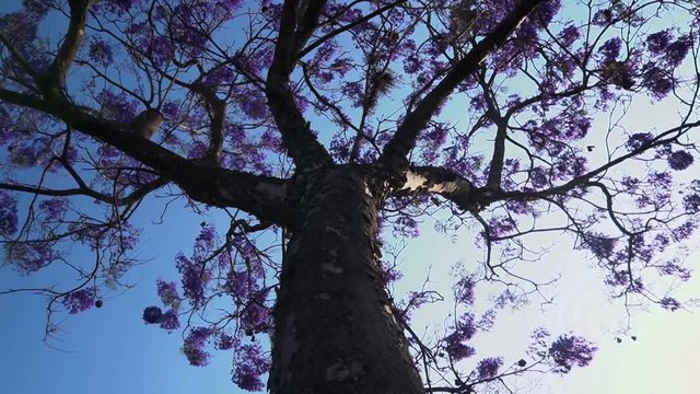 Jacaranda mimosifolia is a sub-tropical tree native to south-central South America that has been widely planted elsewhere because of its attractive and long-lasting pale indigo flowers.