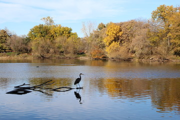 VARIOUS FALL TREES, ON WATER, WITH WATERFOWL AND WITH SKY