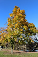 Naklejka premium VARIOUS FALL TREES, ON WATER, WITH WATERFOWL AND WITH SKY