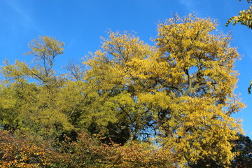 Fototapeta premium VARIOUS FALL TREES, ON WATER, WITH WATERFOWL AND WITH SKY