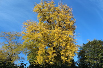 VARIOUS FALL TREES, ON WATER, WITH WATERFOWL AND WITH SKY