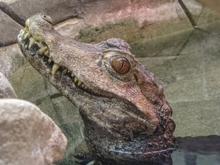 Caiman