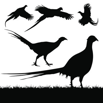 Vector silhouettes of pheasants.