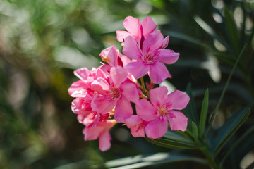 Fototapeta premium pink flowers in garden