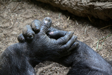 Chimpanzee hand & foot 