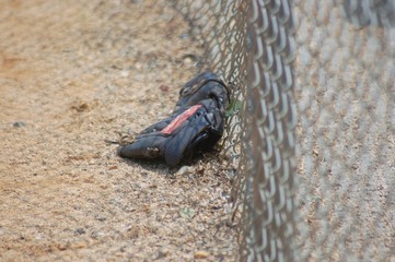 Baseball Glove