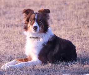 Australian Shepard
