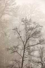 Trees with leafless branches fading into the fog
