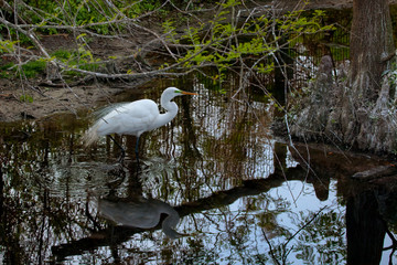 Great Egret (Ardea alba), Florida, USA	