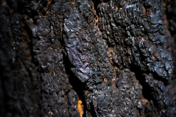Charred tree bark texture