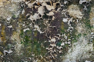 Fototapeta premium Close-up of Dry moss on White cement crack wall and peeled paint caused by water and sunlight. Peel wall of White house paint with black stain. Texture background.