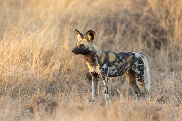Naklejka na ściany i meble African or Cape Hunting Dog, Kruger Park, South Africa