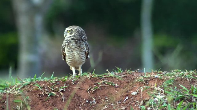 The burrowing owl (Athene cunicularia) is a small, long-legged owl found throughout open landscapes of North and South America.
