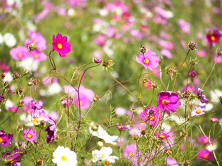 Fototapeta premium 秋桜