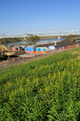 冬に咲き始めた背高泡立草と工事中の江戸川河川敷風景