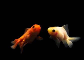 Beauty Goldfish Carasius auratus isolated on black background