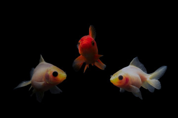 Beauty Goldfish Carasius auratus isolated on black background