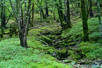 大台ケ原山の苔むした渓谷の情景