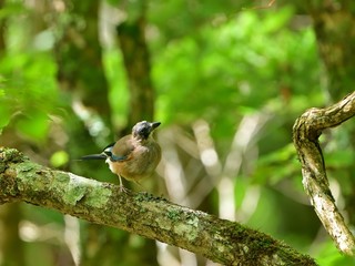 お気に入りの枝でくつろぐカケス
