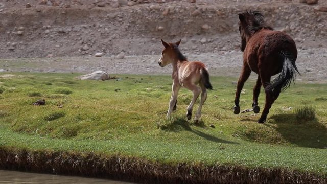 mother horse and a foal runing on the grassland in ladakh