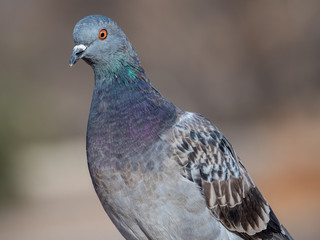 Pigeon 1