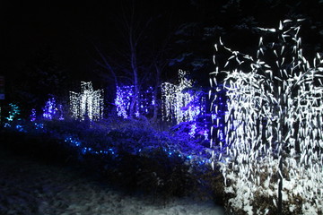 Beauty Of Christmas Lights, Edmonton Valley Zoo, Edmonton, Alberta