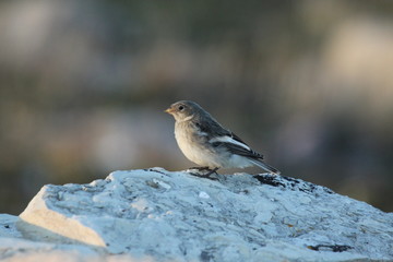 Closeup of a young snow bunting (Plectrophenax nivalis) perching on snow, found near Baker Lake, Nunavut