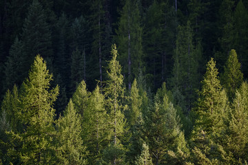 Fototapeta premium tree line in the light