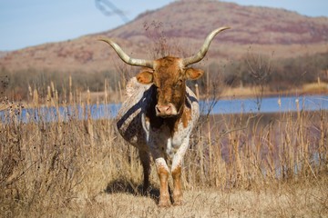 Posing Longhorn