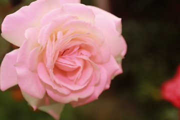 Pastel pink color Rose flower.
