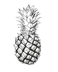 Black-and-white hand drawing of a pineapple in a vector