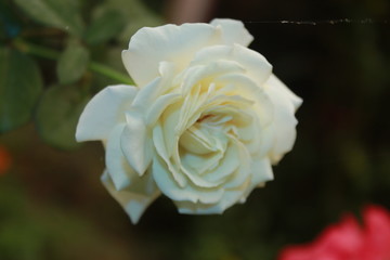 WHITE ROSE