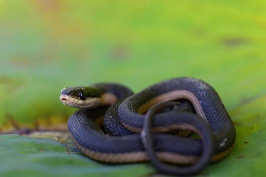 Regina grahamii