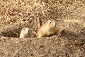 prairie dog 
