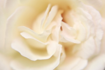 Vibrant Rose flower Close Up Macro. Abstract background