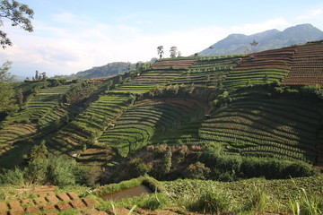 agriculture on the slopes of the mountains under the blue sky