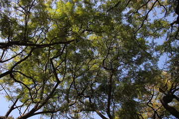 Obraz premium Cielo y arboles