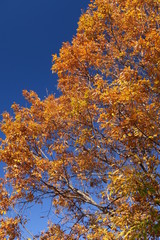 コナラの黄葉と青空風景
