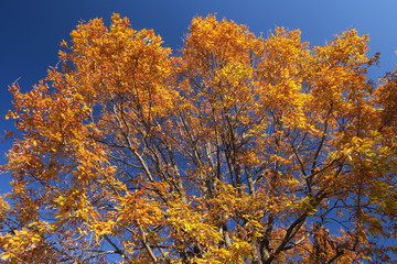 コナラの黄葉と青空風景