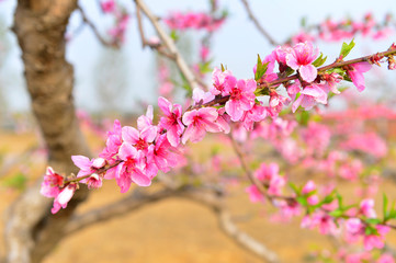 In full bloom in the peach blossom